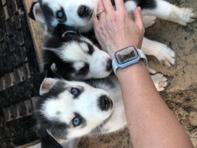 Siberian husky puppies