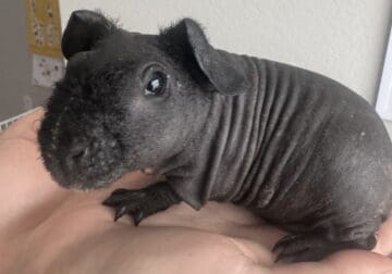 Guinea pigs, hairless, skinny