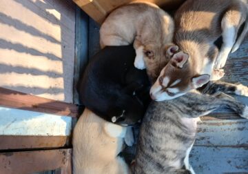 Husky puppies