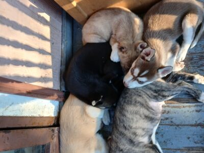 Husky puppies