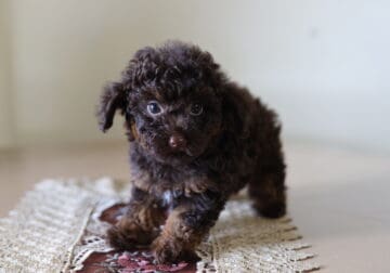 TEACUP POODLE FOR SALE!