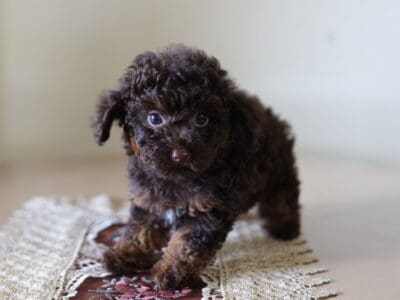 TEACUP POODLE FOR SALE!