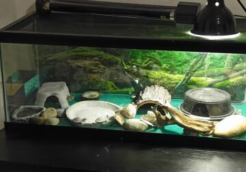 Looking for a great home Leopard Gecko