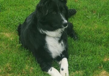 Knox (border aussie)