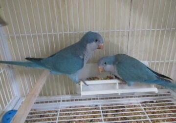 quakers looking for their forever homes!