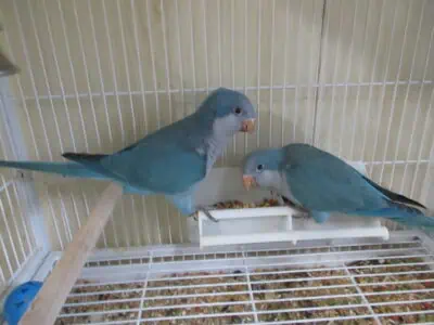 quakers looking for their forever homes!