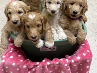 Double Doodle Pups