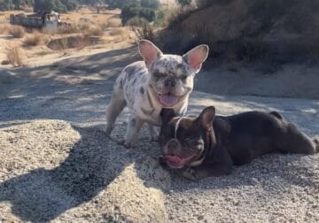 Purebred French Bulldogs