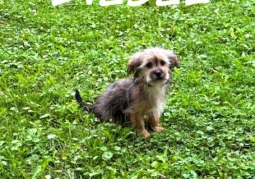 Diesel Male Shorkie Puppy