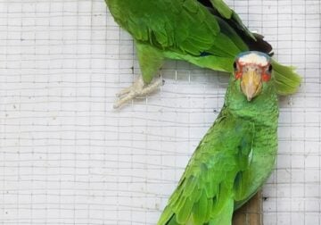 Parrots