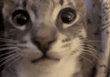 Little Osiris needs his forever home