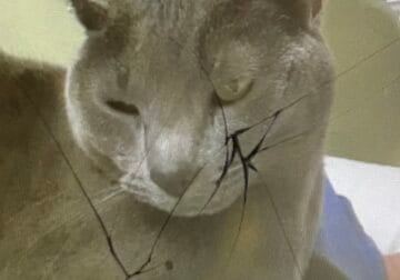 Gray Cat
