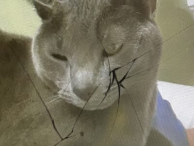 Gray Cat