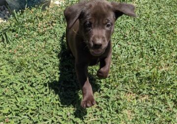 AKC Labrador puppies
