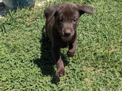 AKC Labrador puppies