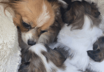 AKC Papillon puppies