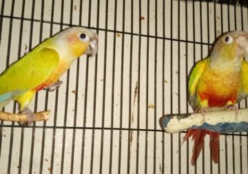 Breeding Birds