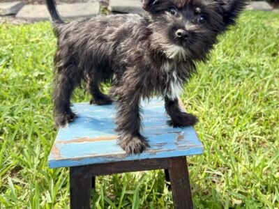Morkies