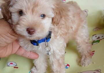 Cooper