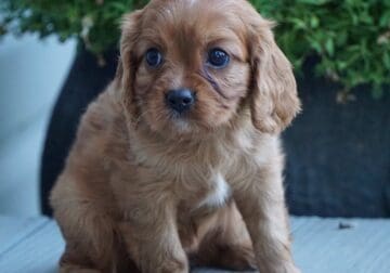 Daisy Female Cavalier