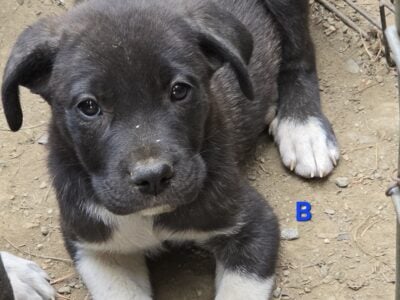 Cane Corso x Great Pyrenees Puppies!