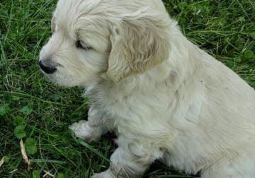 English Cream Golden Retriever puppies