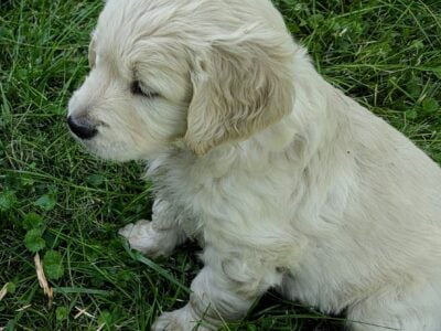 English Cream Golden Retriever puppies