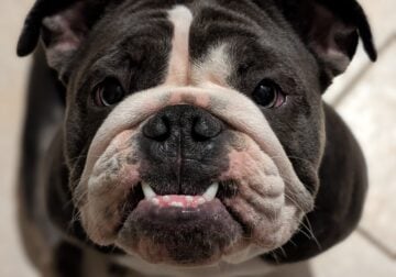 Miniature Bull Dog *Shrinkabullz* bloodline