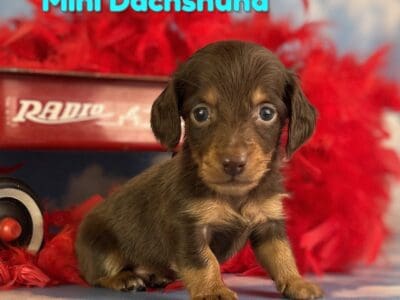 Maddox Male Mini Dachshund