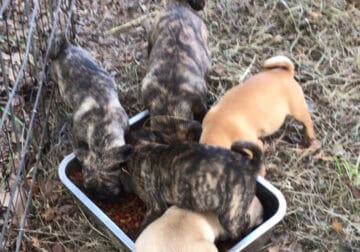 Pug puppies