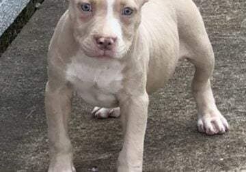 10 week old puppy