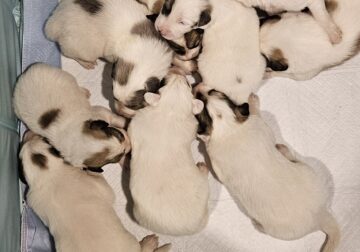 Great Pyrenees Pups