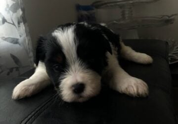 Adorable Shih Tzu Puppies Ready for Their Forever