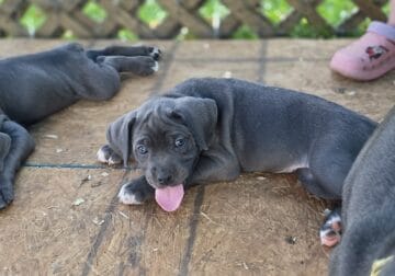 Cane corso puppy