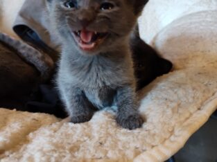 Russian blue and white Russian blue point