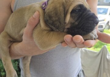 Akc English mastiffs