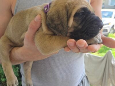 Akc English mastiffs