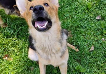 AKC Registered Adult German Shepherd (Male & Femal