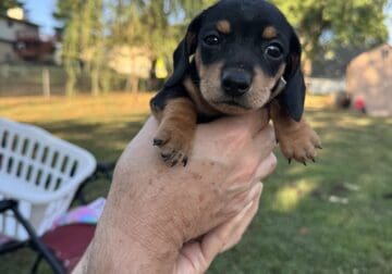 Miniature Daucshund