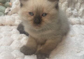 Ragdoll Kittens Fluffy Male Seal Point