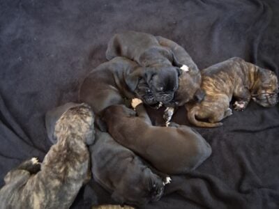 Cane Corso mix