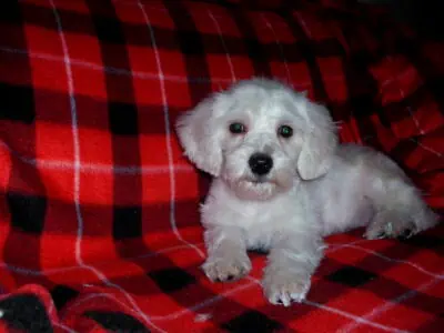 Lad – MaltiPoo male, non-shedding, Michigan