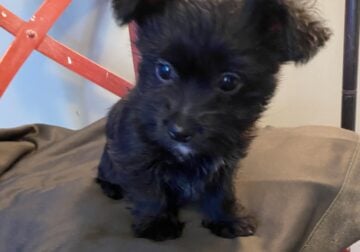 Free Maltese/Yorker mix.