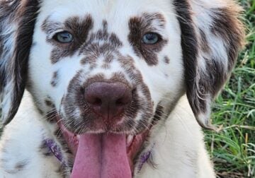 Belle’s Purple Lua, Longcoat Liver Spotted Girl