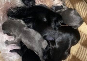 Shih Tzu pups