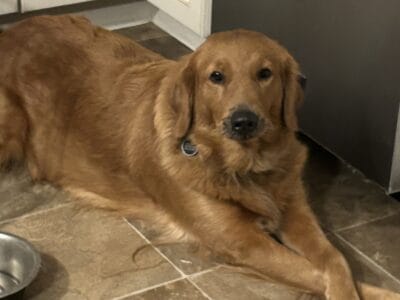 AKC golden retriever