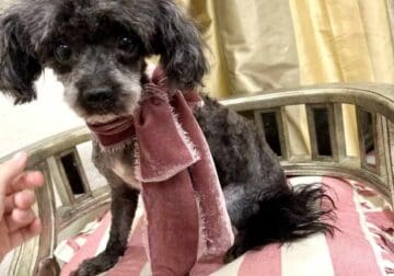 Teacup poodle female