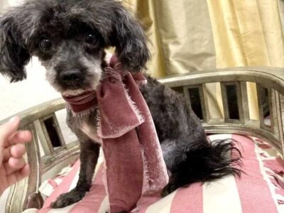 Teacup poodle female