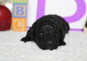 CKC Bernedoodle Peter