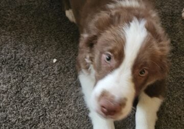 2 Australian Shepherds 16 weeks old